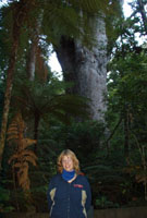 Kauri Forest